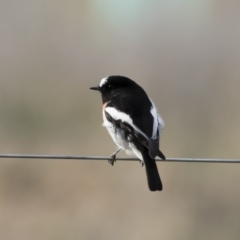 Petroica boodang (Scarlet Robin) at Michelago, NSW - 4 May 2019 by Illilanga