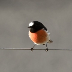 Petroica boodang at Michelago, NSW - 4 May 2019 04:03 PM