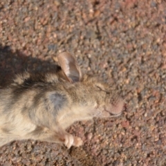 Mus musculus (House Mouse) at Wamboin, NSW - 21 Jan 2019 by natureguy