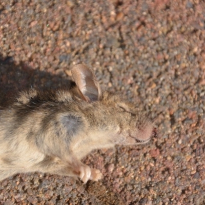 Mus musculus (House Mouse) at Wamboin, NSW - 21 Jan 2019 by natureguy