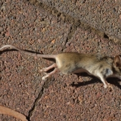 Mus musculus at Wamboin, NSW - 21 Jan 2019 11:29 AM