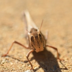 Gastrimargus musicus at Wamboin, NSW - 21 Jan 2019 11:48 AM