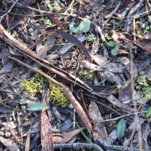 Glossodia major at Hackett, ACT - suppressed