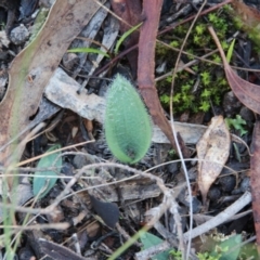 Glossodia major at Hackett, ACT - suppressed