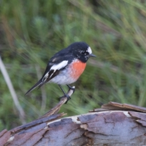 Petroica boodang at Michelago, NSW - 29 Jan 2016