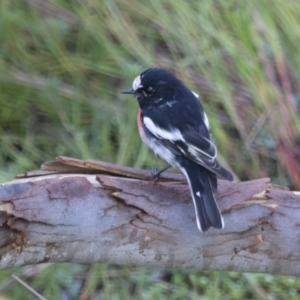 Petroica boodang at Michelago, NSW - 29 Jan 2016 06:47 AM