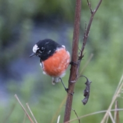 Petroica boodang at Michelago, NSW - 29 Jan 2016