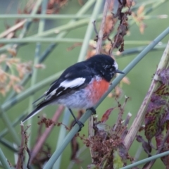 Petroica boodang at Michelago, NSW - 29 Jan 2016 06:47 AM