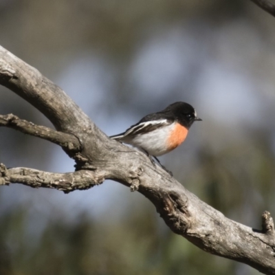 Petroica boodang (Scarlet Robin) at Michelago, NSW - 11 Jun 2018 by Illilanga
