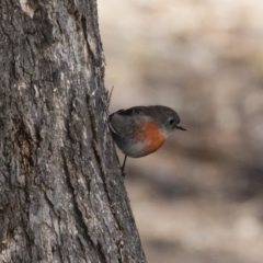 Petroica boodang at Michelago, NSW - 11 Jun 2018 10:54 AM