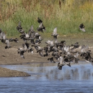 Sturnus vulgaris at Michelago, NSW - 2 Apr 2018