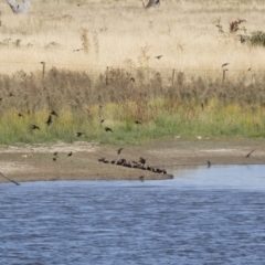 Sturnus vulgaris at Michelago, NSW - 2 Apr 2018