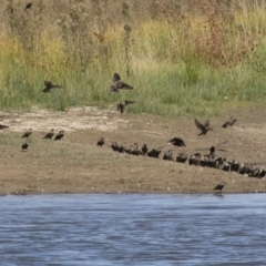 Sturnus vulgaris at Michelago, NSW - 2 Apr 2018