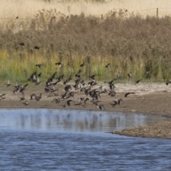 Sturnus vulgaris at Michelago, NSW - 2 Apr 2018