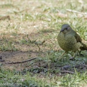 Ptilonorhynchus violaceus at Hughes, ACT - 11 May 2019