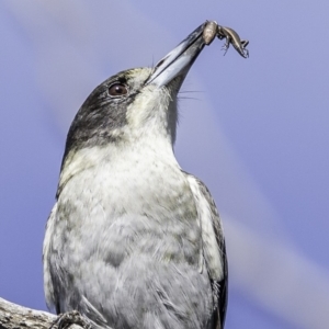 Cracticus torquatus at Red Hill, ACT - 11 May 2019