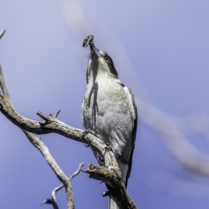 Cracticus torquatus at Red Hill, ACT - 11 May 2019 12:26 PM