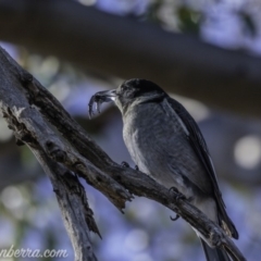 Cracticus torquatus at Red Hill, ACT - 11 May 2019