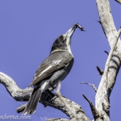 Cracticus torquatus at Red Hill, ACT - 11 May 2019