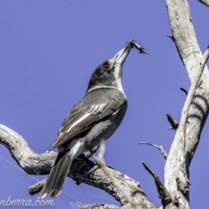 Cracticus torquatus at Red Hill, ACT - 11 May 2019