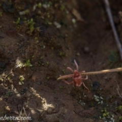 Trombidiidae (family) (Red velvet mite) at Red Hill, ACT - 11 May 2019 by BIrdsinCanberra