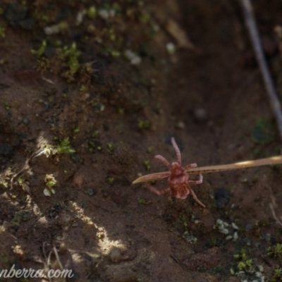 Trombidiidae (family) (Red velvet mite) at Red Hill, ACT - 11 May 2019 by BIrdsinCanberra