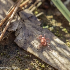 Trombidiidae (family) at Red Hill, ACT - 11 May 2019