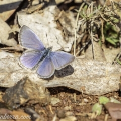 Zizina otis (Common Grass-Blue) at Garran, ACT - 11 May 2019 by BIrdsinCanberra