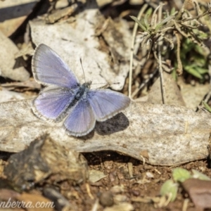 Zizina otis at Garran, ACT - 11 May 2019 11:40 AM