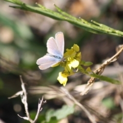 Zizina otis (Common Grass-Blue) at Deakin, ACT - 16 May 2019 by LisaH