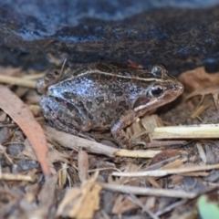 Limnodynastes tasmaniensis (Spotted Grass Frog) at Wamboin, NSW - 28 Jan 2019 by natureguy