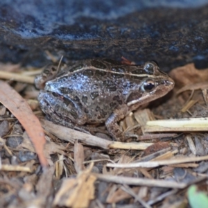 Limnodynastes tasmaniensis at Wamboin, NSW - 29 Jan 2019