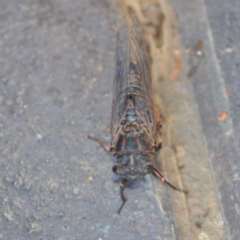 Atrapsalta furcilla at Wamboin, NSW - 29 Jan 2019