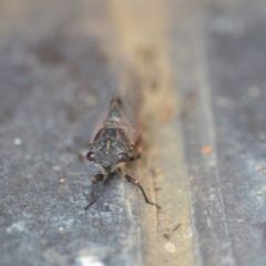 Atrapsalta furcilla at Wamboin, NSW - 29 Jan 2019 10:32 AM