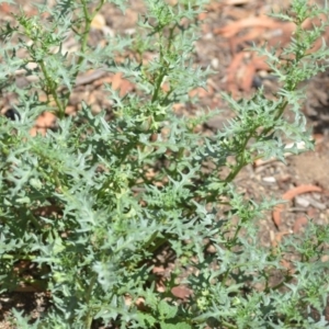 Solanum triflorum at Wamboin, NSW - 30 Jan 2019