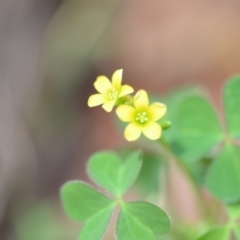 Oxalis sp. (Wood Sorrel) at Wamboin, NSW - 30 Jan 2019 by natureguy