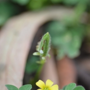 Oxalis sp. at Wamboin, NSW - 30 Jan 2019