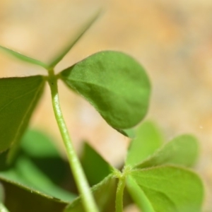 Oxalis sp. at Wamboin, NSW - 30 Jan 2019