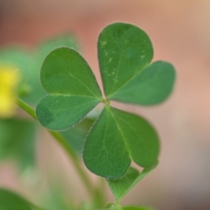 Oxalis sp. at Wamboin, NSW - 30 Jan 2019