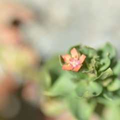 Lysimachia arvensis at Wamboin, NSW - 30 Jan 2019