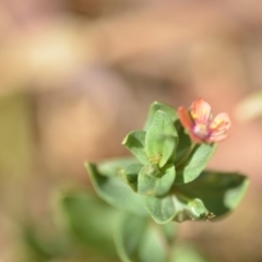 Lysimachia arvensis at Wamboin, NSW - 30 Jan 2019