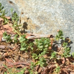 Lysimachia arvensis at Wamboin, NSW - 30 Jan 2019