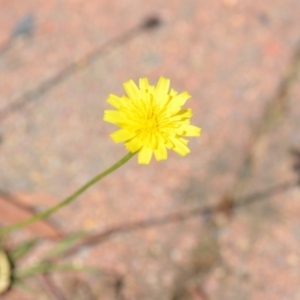 Hypochaeris radicata at Wamboin, NSW - 30 Jan 2019