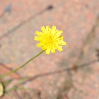 Hypochaeris radicata (Cat's Ear, Flatweed) at Wamboin, NSW - 30 Jan 2019 by natureguy