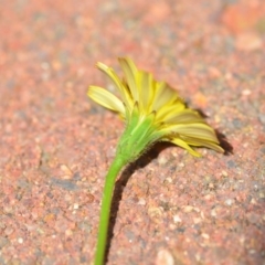 Hypochaeris radicata at Wamboin, NSW - 30 Jan 2019