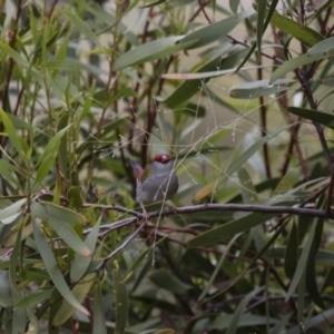 Neochmia temporalis at Michelago, NSW - 23 Oct 2015 01:51 PM