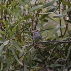 Neochmia temporalis at Michelago, NSW - 23 Oct 2015