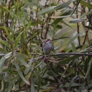 Neochmia temporalis at Michelago, NSW - 23 Oct 2015