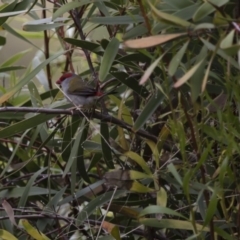 Neochmia temporalis at Michelago, NSW - 23 Oct 2015