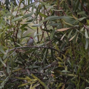 Neochmia temporalis at Michelago, NSW - 23 Oct 2015